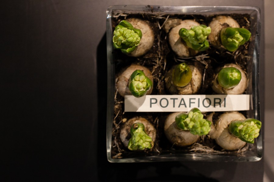 potafiori-10